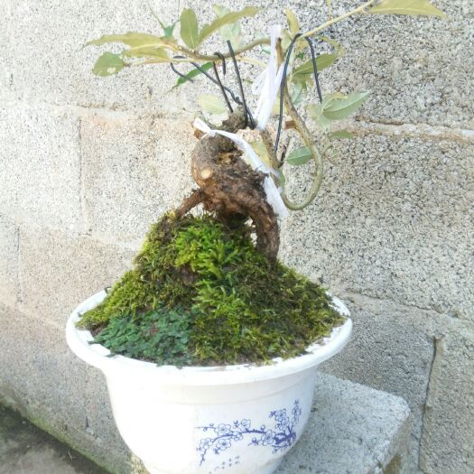 泸溪县羊奶果苗 盆景  小品盆景  胡颓子  羊奶果