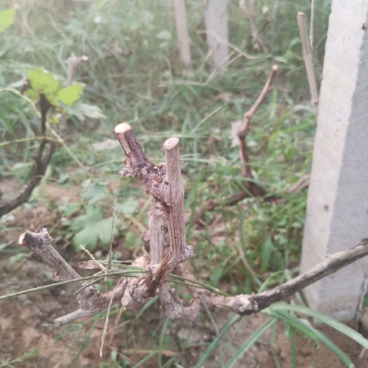 柏乡县维多利亚葡萄苗 出售维多利亚大树苗。多年培育。型好。颗大，挂果多