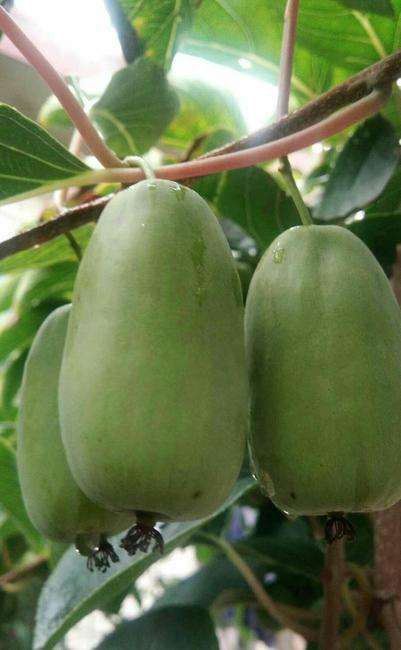 猕猴桃苗 软枣猕猴桃苗 红心软枣猕猴桃苗 基地直供浩海浆果