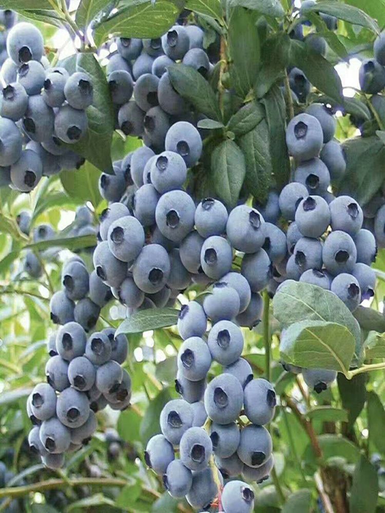 蓝丰蓝莓苗  蓝莓苗 抗寒品种 适应性强 南北方种植 基地直