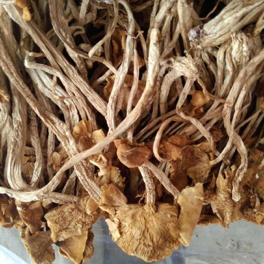 玉屏县 茶树菇油茶菇