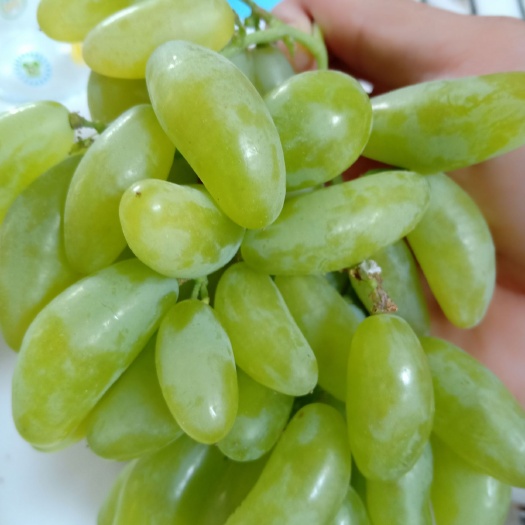泰安葡萄苗金手指葡萄苗！甜度高！结果早产量高，现起苗！包技术