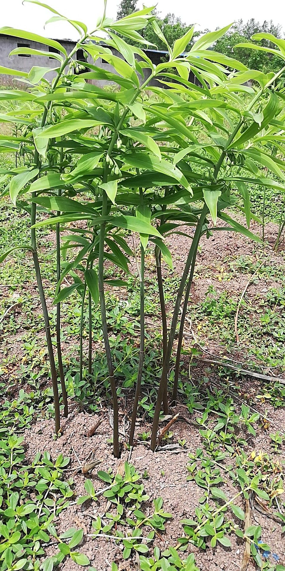 黄精种子  四季不倒苗姜行多花甜黄精，无条件技术跟踪服务，保证出苗率