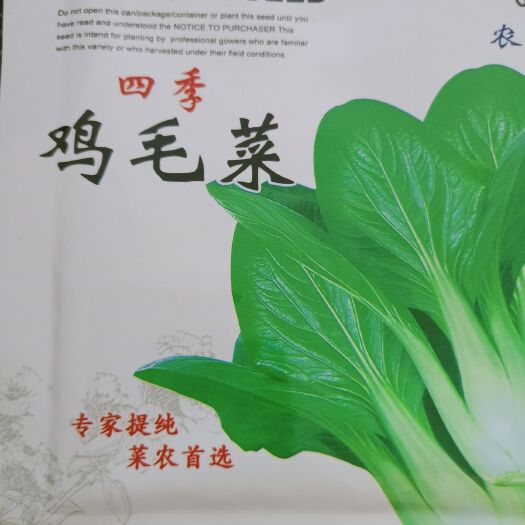 沭阳县小白菜种子 四季鸡毛菜适合庭院阳台种植一年四季均可种植