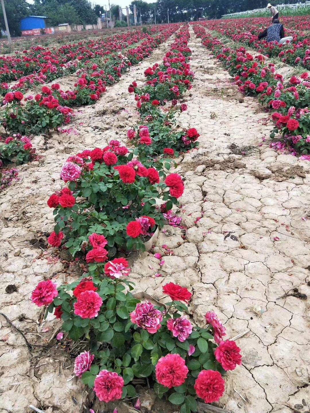  月季苗批发基地 陕西周至绿化苗木