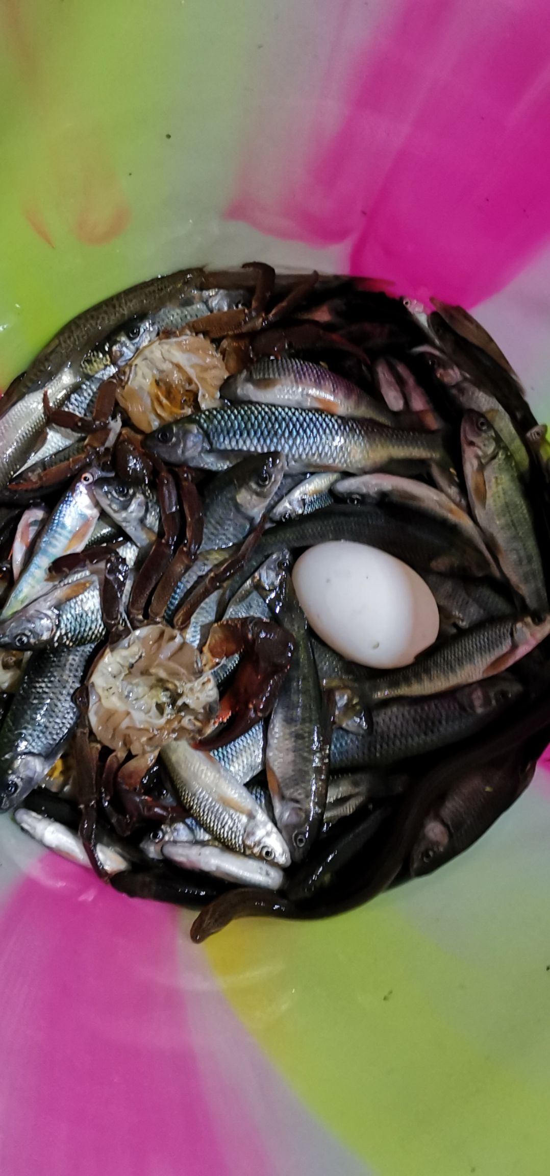 沙塘鱧 農村小河溝野生魚