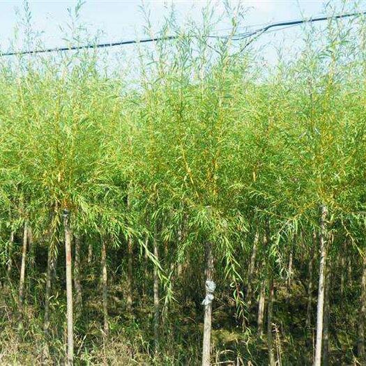 尚志市柳树苗 绿化柳树 柳树苗 量大优惠 实地考察 浩海浆果