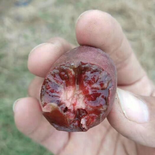 泰安软枣猕猴桃苗 嫁接苗，挂果早