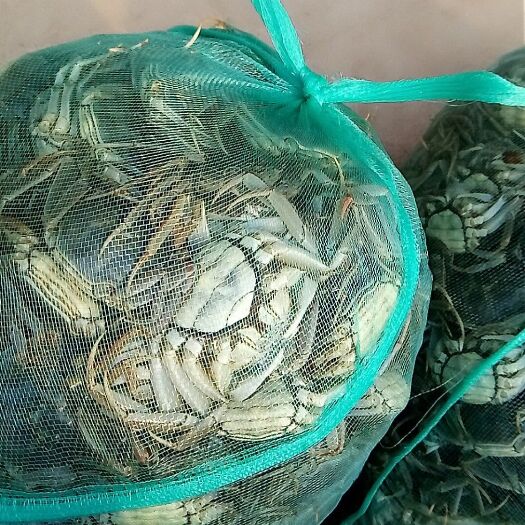 南京固城湖大闸蟹 一元蟹，二元蟹
