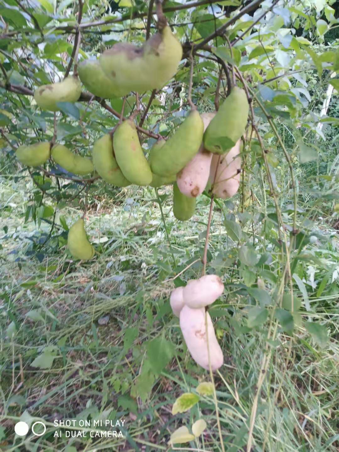  大山里的果王，八月瓜欢迎你选购