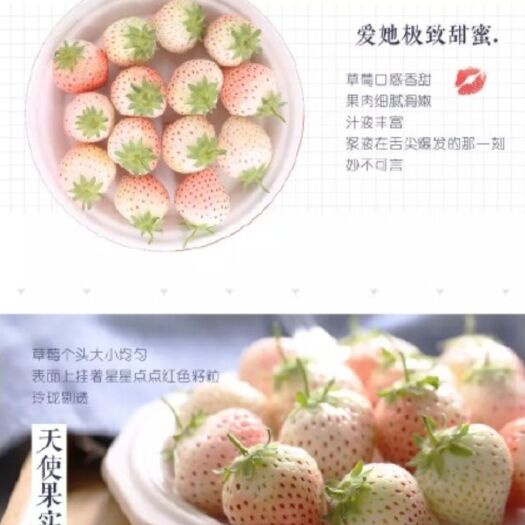 平邑县白雪公主草莓苗基地批发