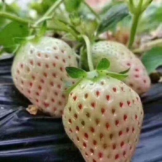 泰安 白雪公主草莓苗