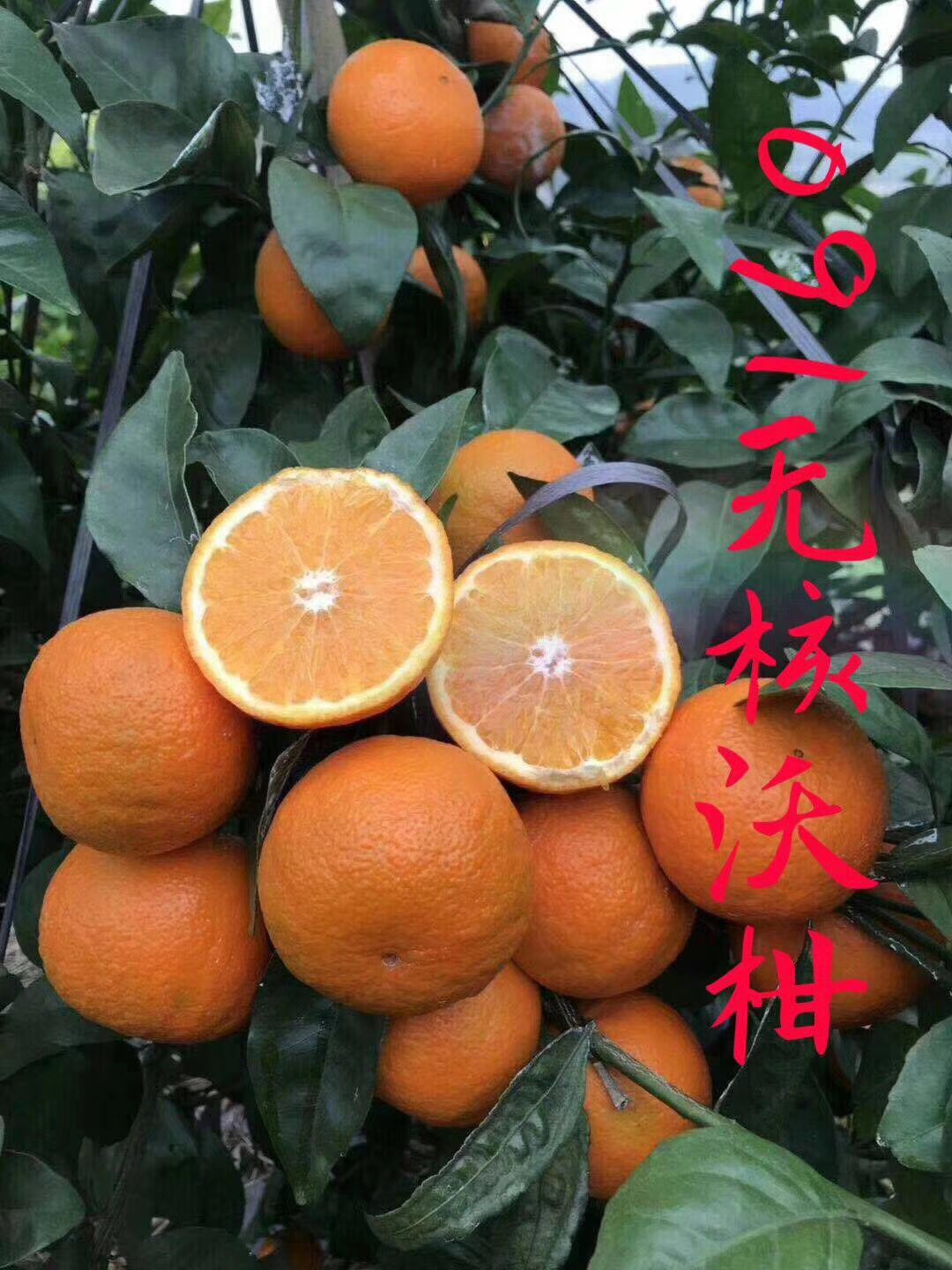 無核沃柑苗 一手貸源放心購買，手續(xù)齊全，免費(fèi)提供技術(shù)。