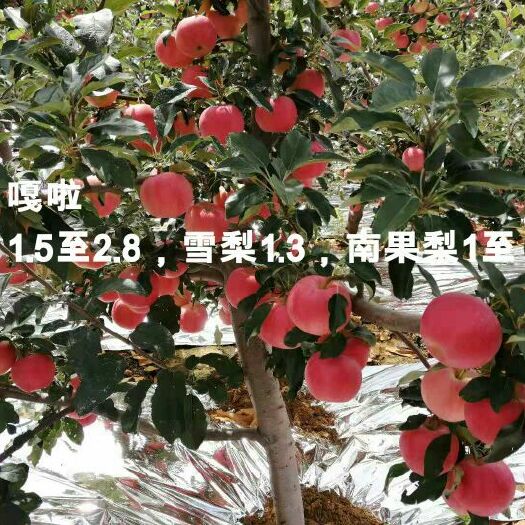 绥中县嘎啦苹果 70mm以上 条红 纸袋