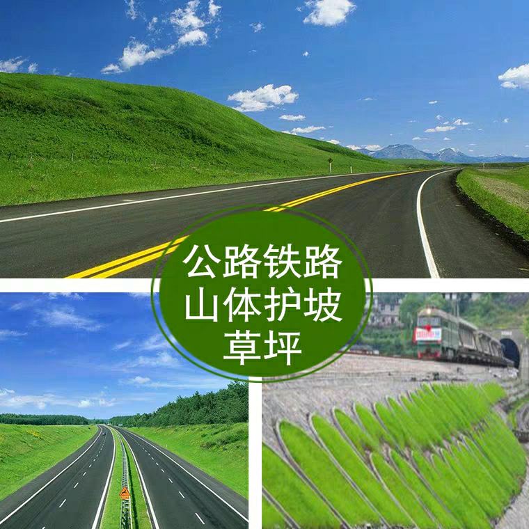 百慕大种子 绿化草坪种子四季常青狗牙根黑麦草百慕大高羊茅庭院护坡草籽