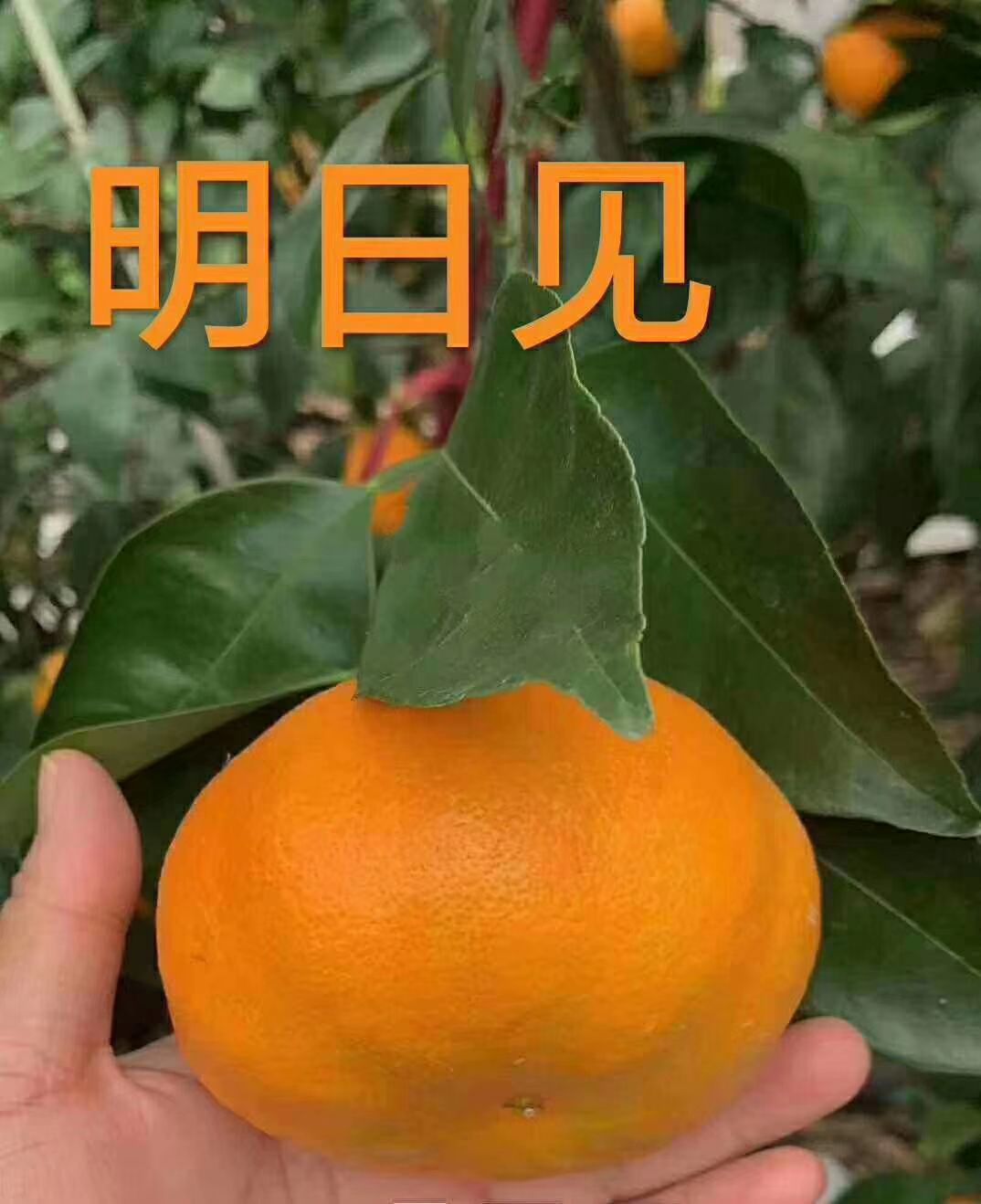 無核沃柑苗 一手貸源放心購買，手續(xù)齊全，免費(fèi)提供技術(shù)。