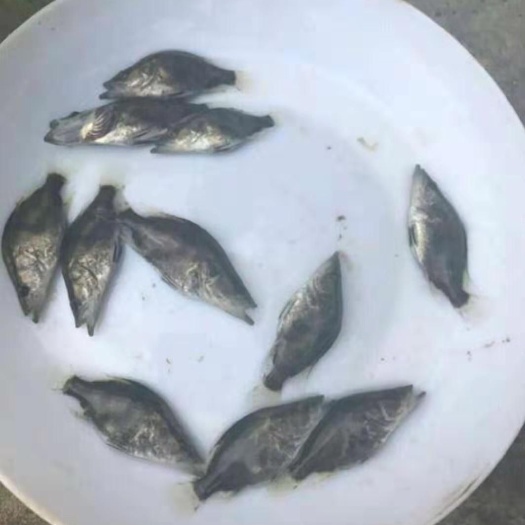 斑鳜 人工养殖 0.8斤以下