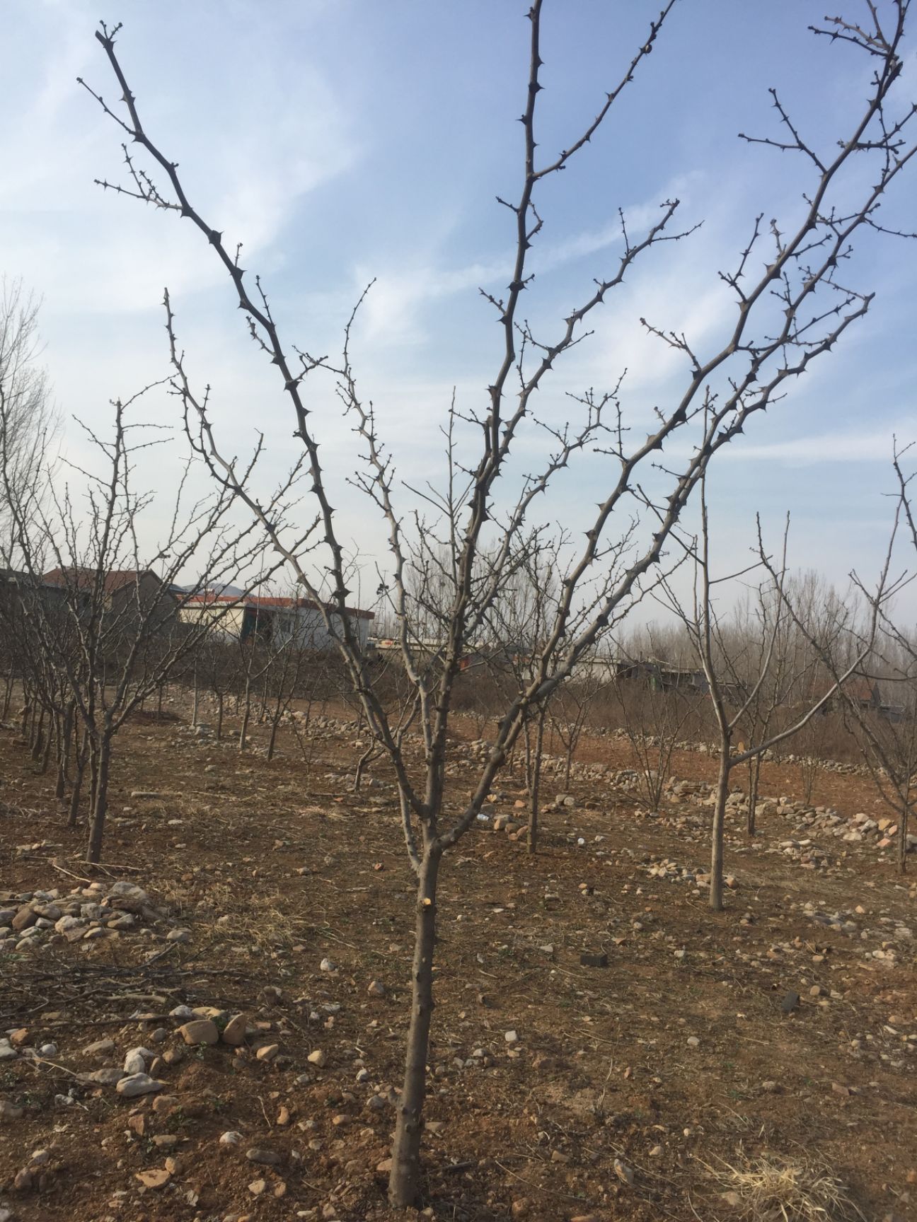  泰山大红袍花椒苗 纯种大红袍花椒 优质花椒苗常年供应