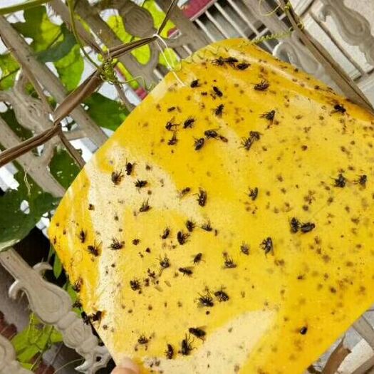 上海生物防治虫 生物虫  双面粘虫板诱杀各种飞虫，实蝇，防水防晒，耐高温，茶园果园大棚