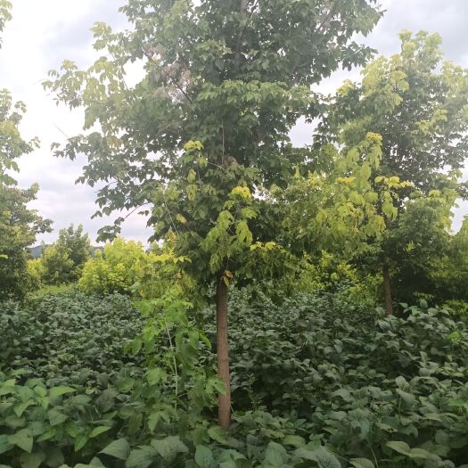 铁岭金叶复叶槭 出售金叶复叶戚