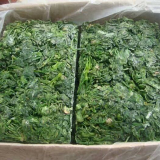沧县 速冻荠菜整棵，全国供应，常年供应