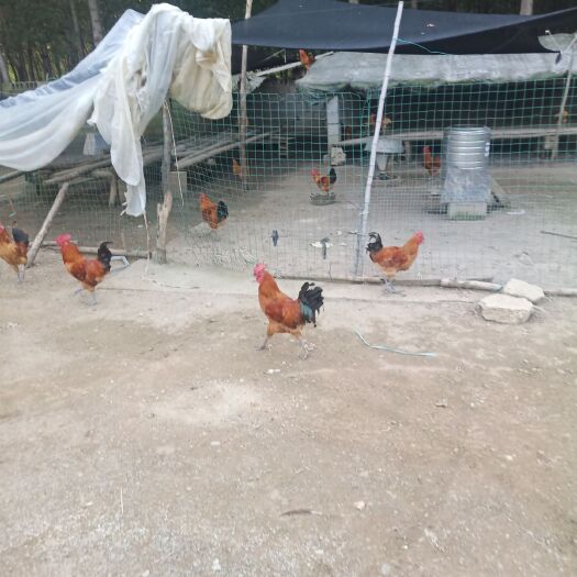 沂南县 散养土鸡