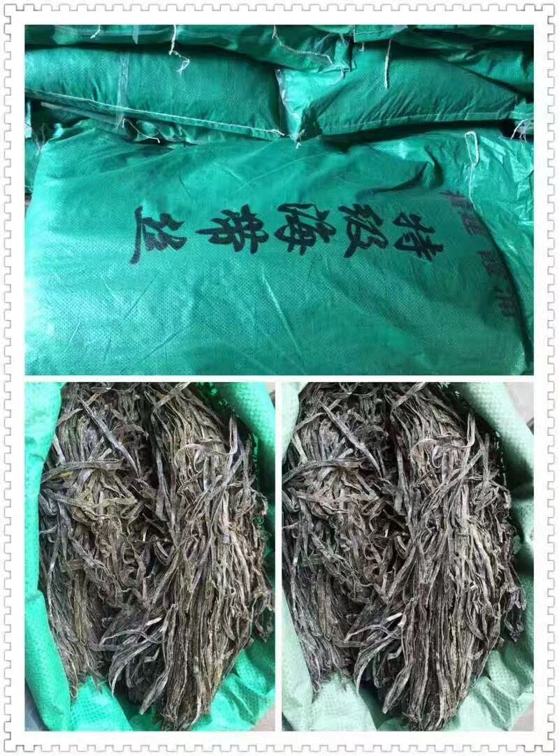 鲜海带  供应批发加工福建干海带长丝 回泡率口感好回头率高