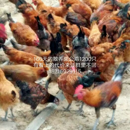 隆化县 纯粮散养柴公鸡