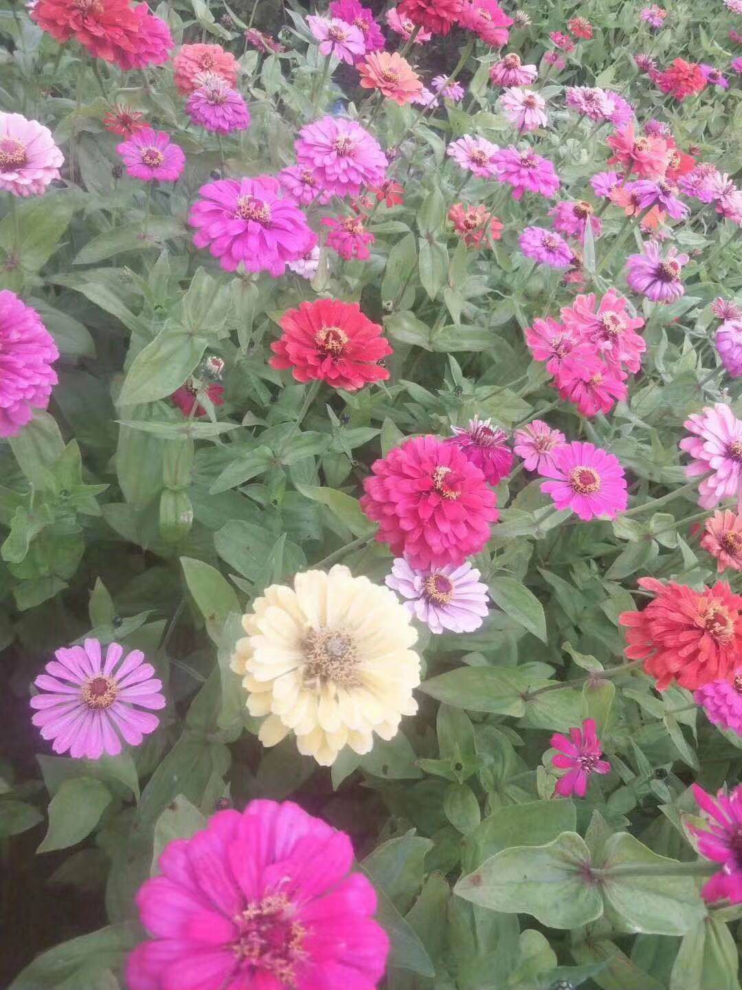 百日草种子 百日草花种子庭院种子四季易种室外阳台花籽子四季种易活开花不断