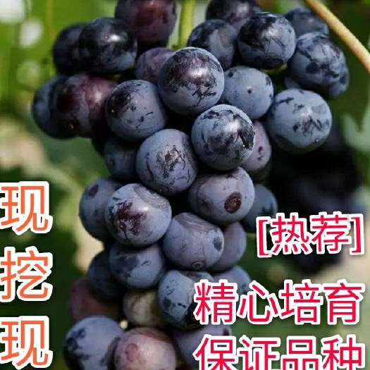 平邑县 夏黑葡萄苗 [品种热荐] 嫁接2—3年苗南北均可种植假一赔