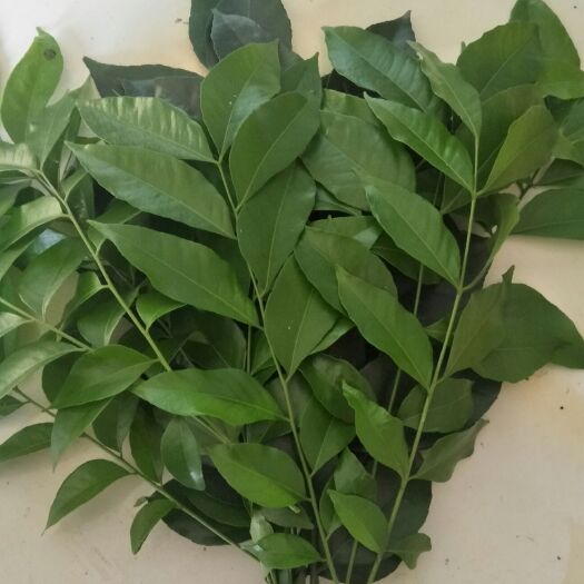 龙州县广西野生新鲜鸡皮果叶，香叶牛肉，香叶大肠，1斤起发