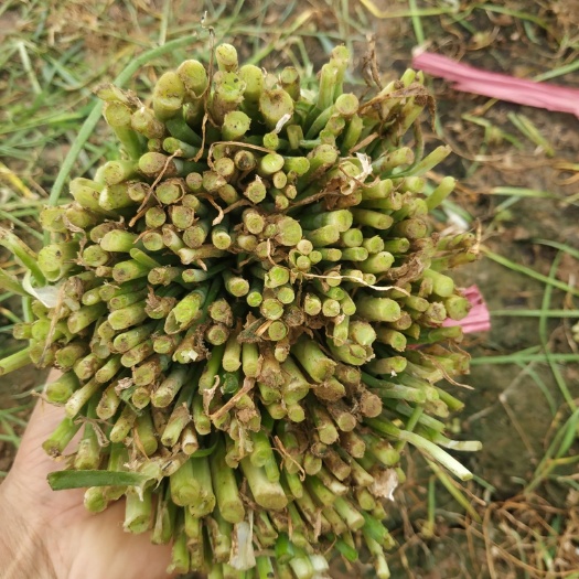 临漳县 精品韭菜