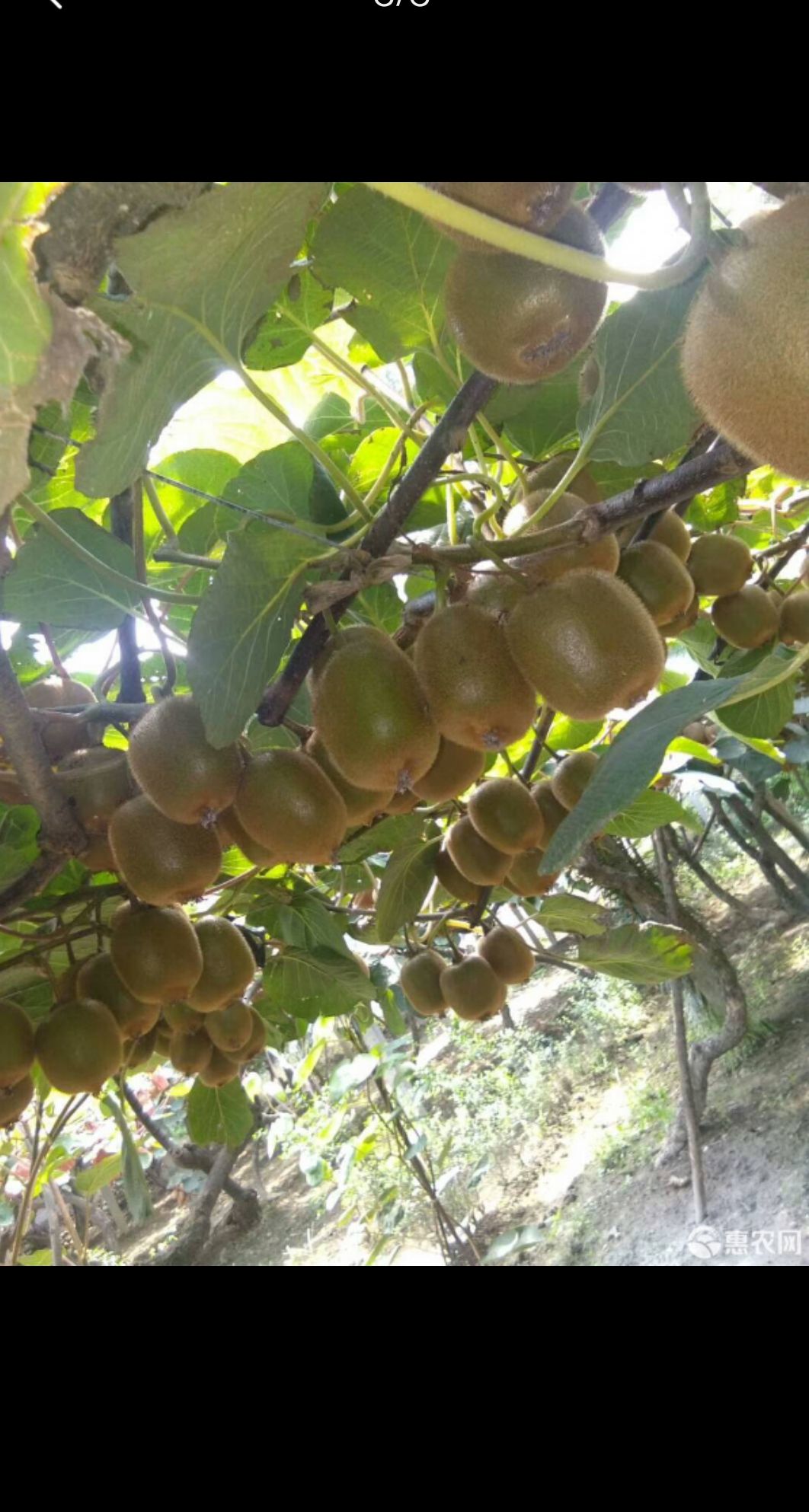 周至猕猴桃 周至弥猴桃