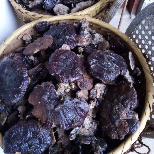 全南县 黑灵芝，少量供应！
