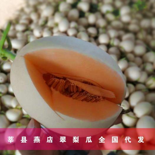  本地翠梨甜瓜，现采摘现发货，山东蔬菜瓜果供应商