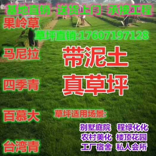 武汉 武汉草坪 庭院绿化草坪果岭草 四季青 马尼拉草坪 带泥土真草