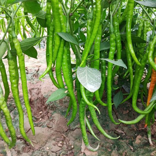 蒲城县菜椒 混装通货 中辣 靑色