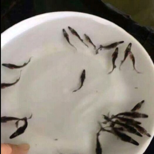 台山市 鸭嘴鱼苗