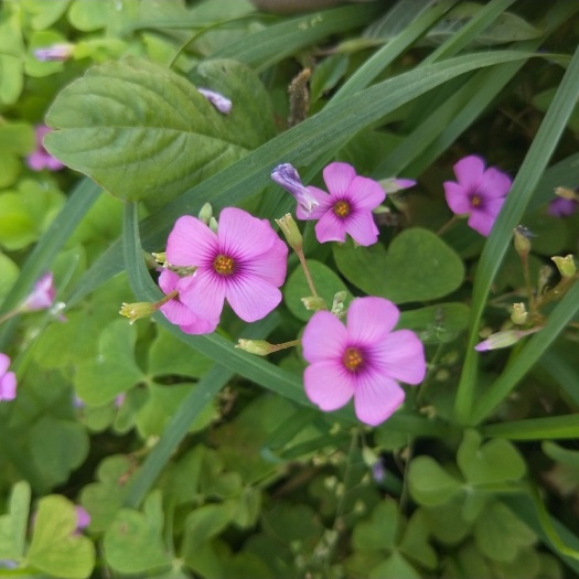 青州市红花醡浆草 醡浆草 宿根草花 观花植物 绿化苗木 花卉盆景