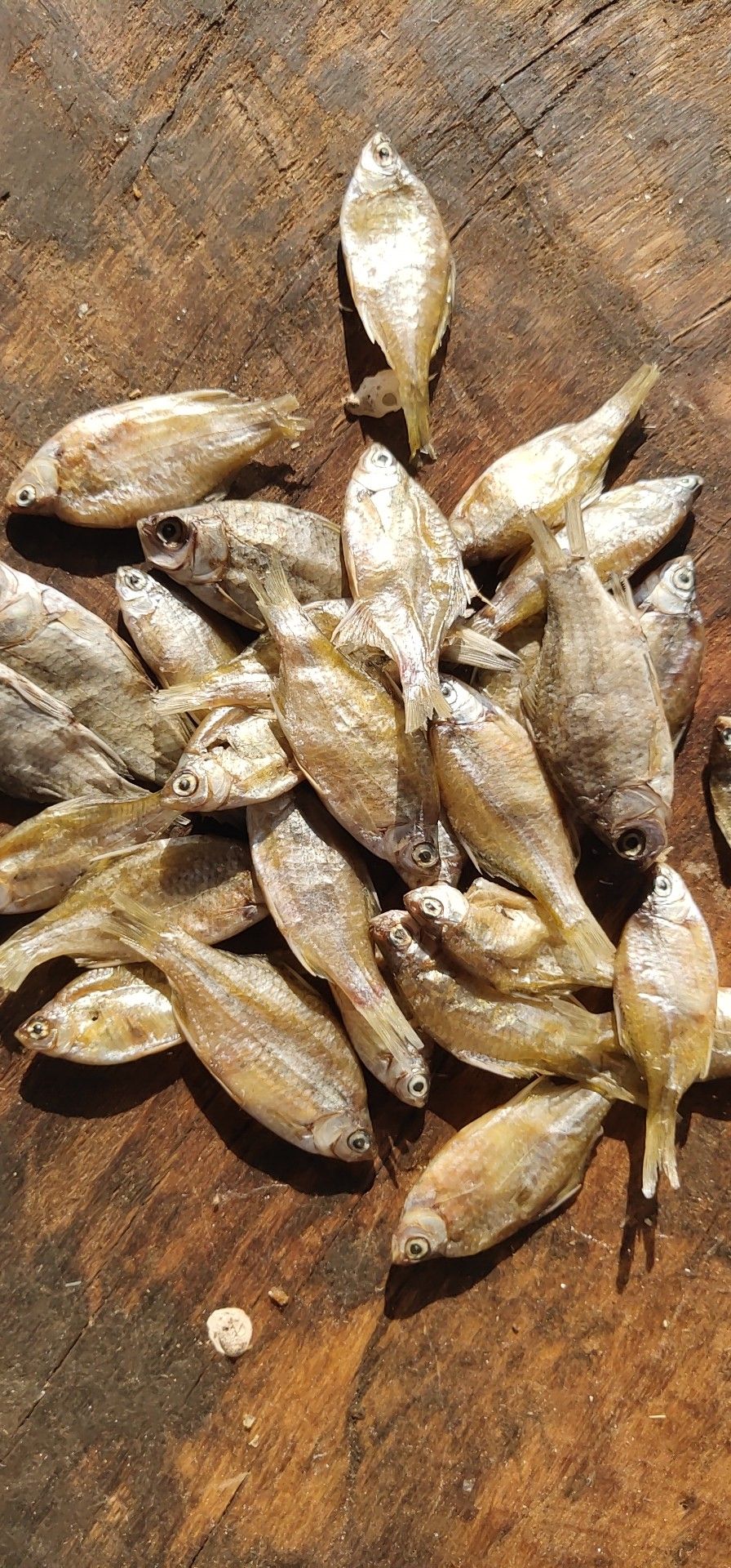 飼料魚 寵物飼料小魚乾!雜魚乾!沒破肚!淡幹無鹽!鰟鮍鯽魚白條 5.