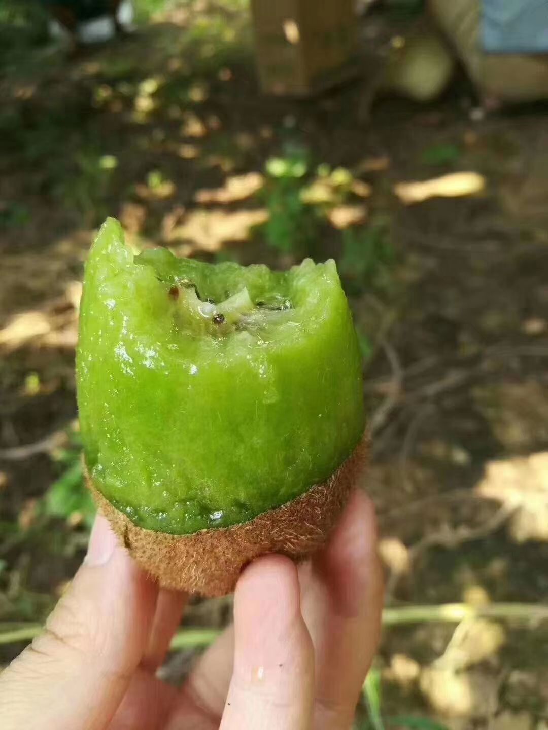 徐香猕猴桃 自产自销，卖自己家的水果