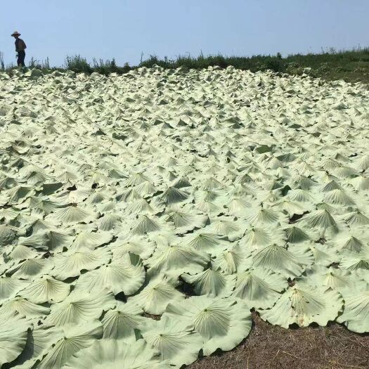 岳阳 2019年优质干荷叶大量库存