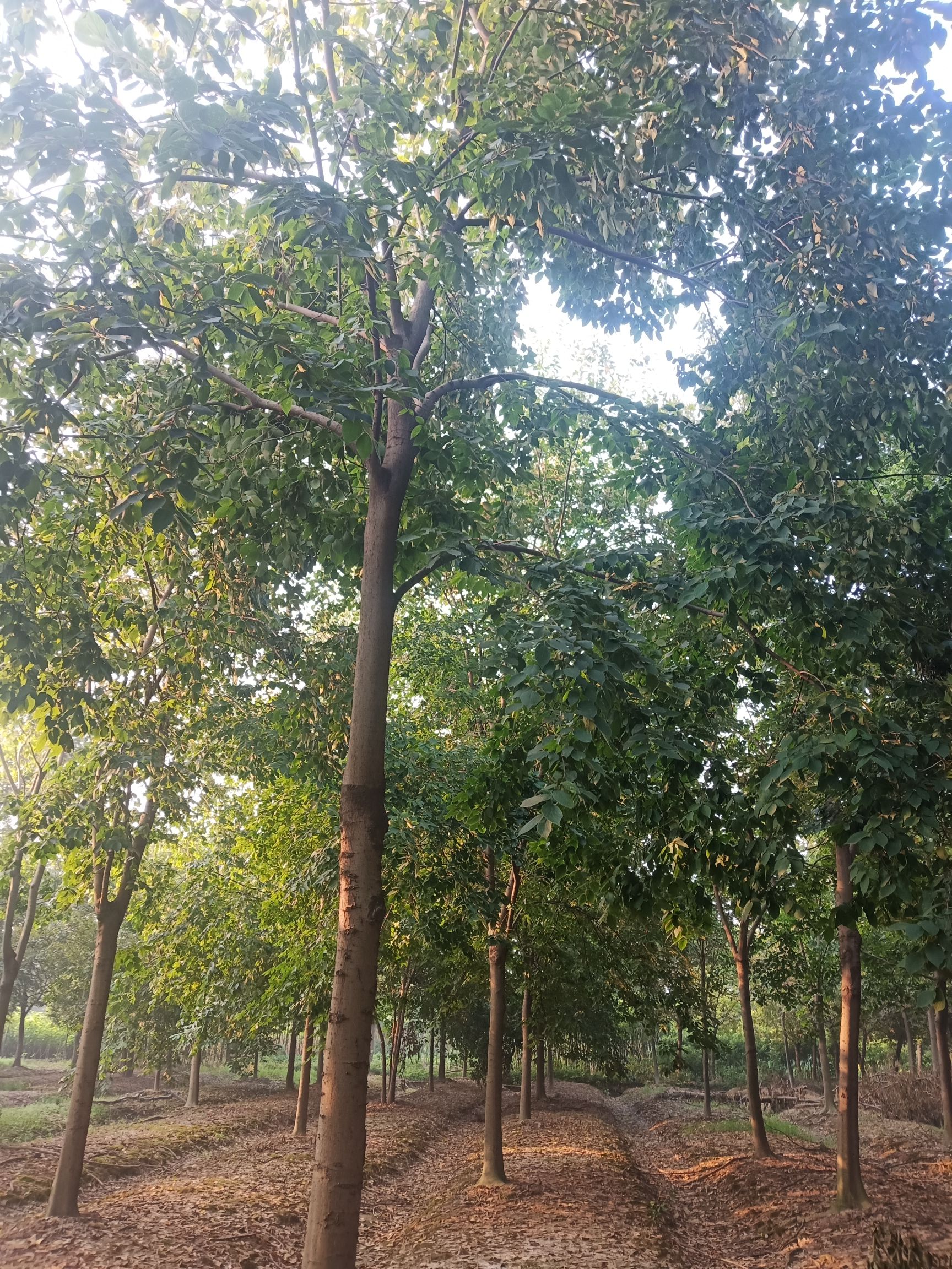 珊瑚朴 珊瑚扑10/20公分有量