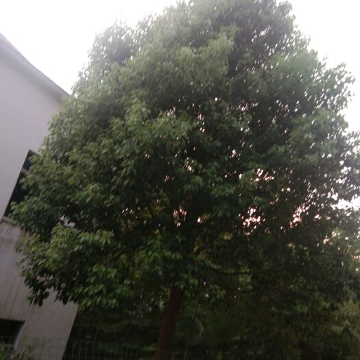 九江 香樟全冠香樟，骨架香樟