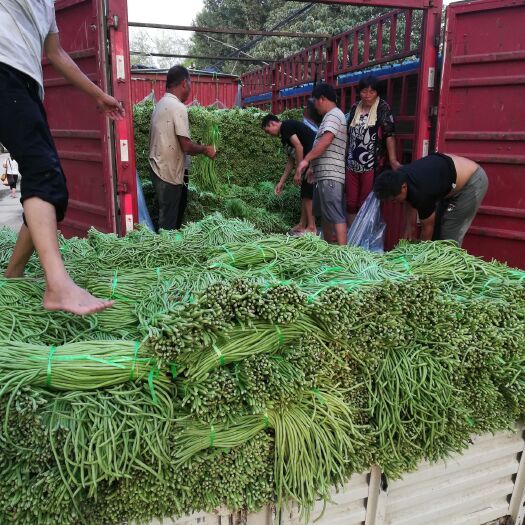 开封 大量供应精品豆角