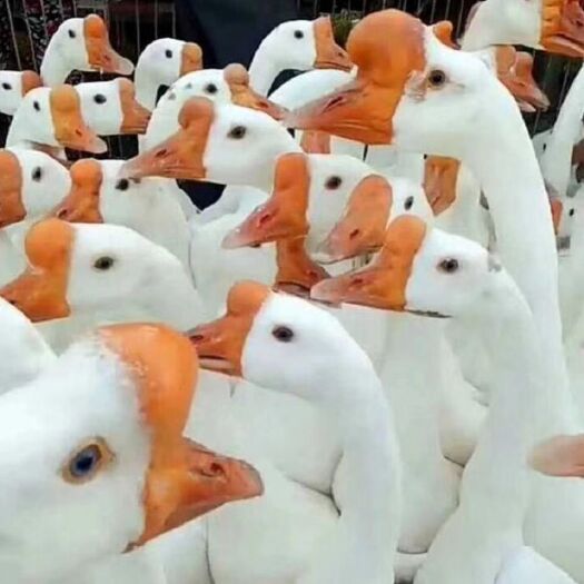 盱眙县 鹅苗