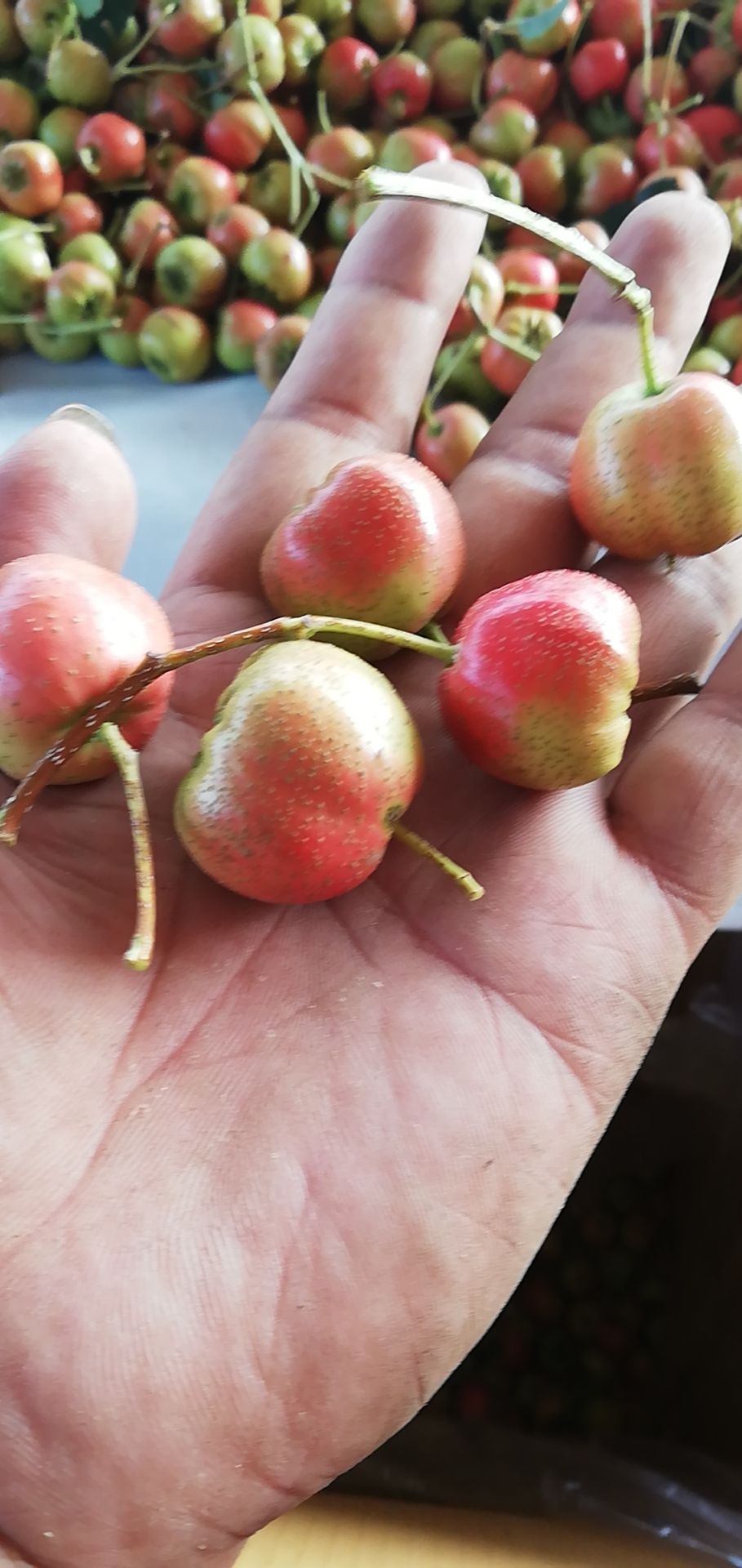 大绵球山楂 15 - 20克