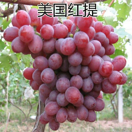 平邑县 美国红提葡萄苗 青提葡萄 巨峰 藤埝 黑提葡萄 基地直销