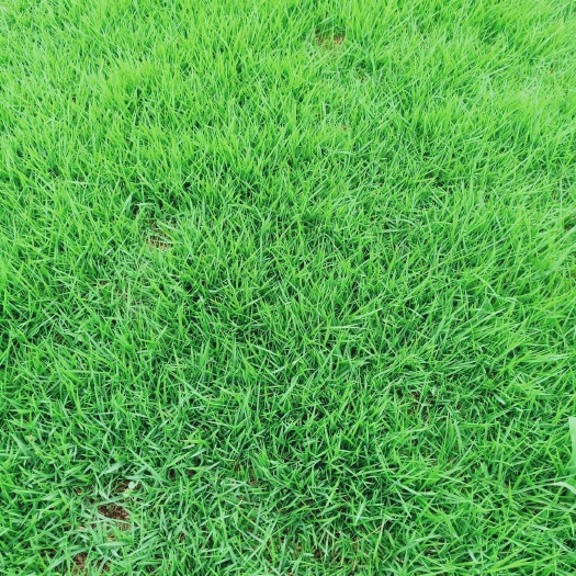 凤台县 矮生百幕达，马尼拉，果岭草，黑麦草，四季青