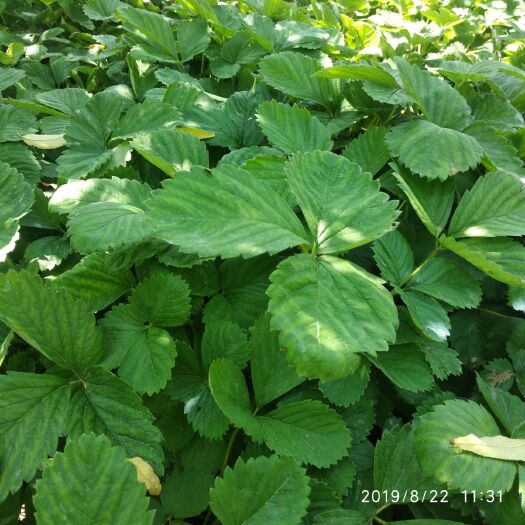 泰安 红颜草莓苗基地直销桃熏草莓苗有桃子香味的草莓
